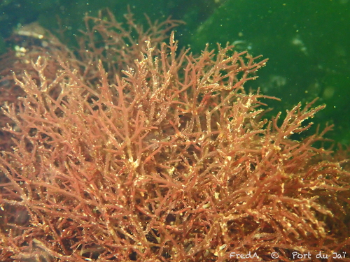 Yendoa hakodatensis