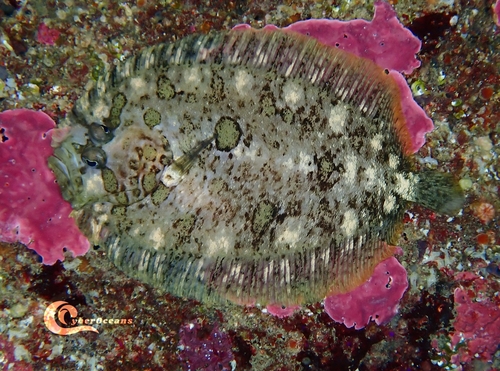 Targeur, Sole de roche