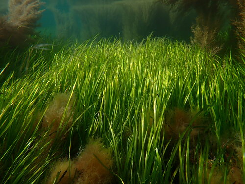 Zostera marina