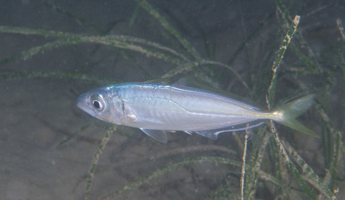 Chinchard commun