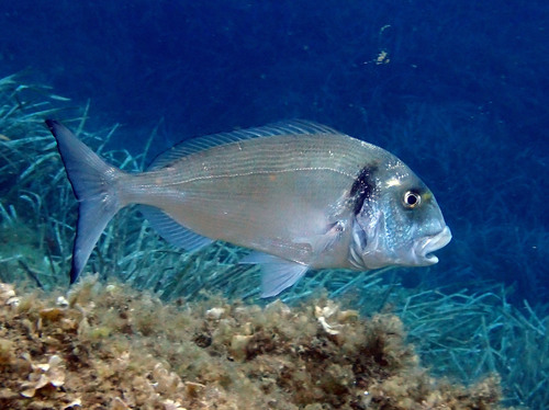 Dorade royale