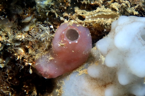 Ascidia mentula