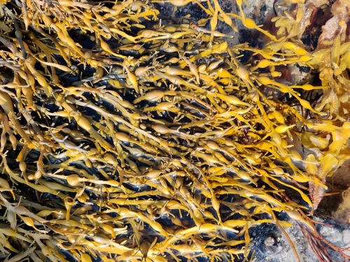 Ascophylle