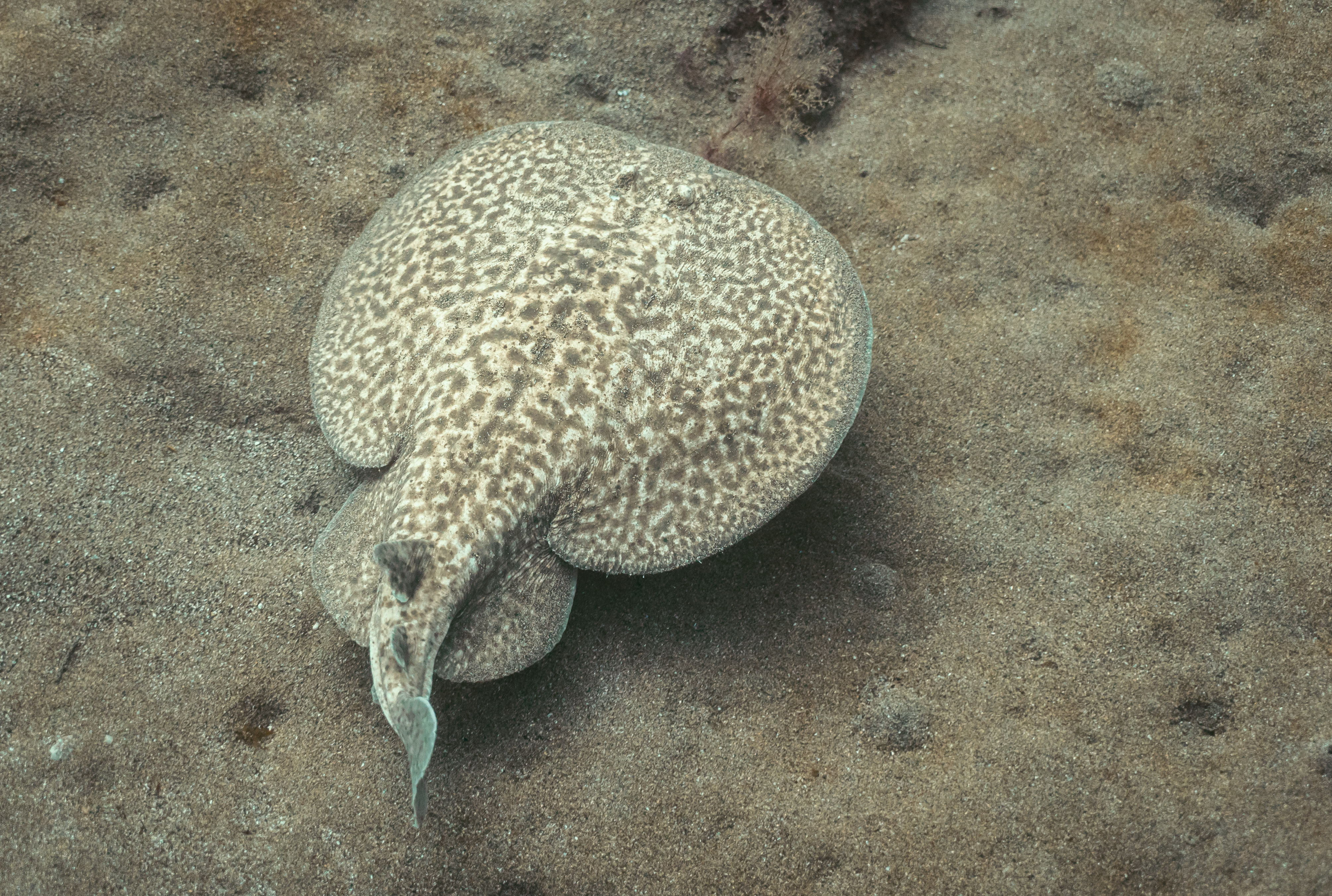 Raie torpille marbrée