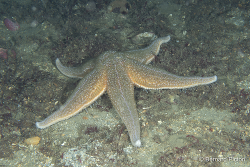 Etoile de mer commune