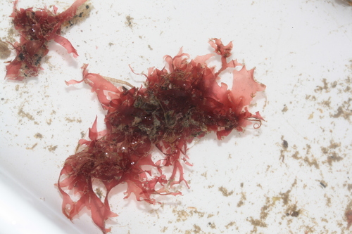 Acrosorium ciliolatum