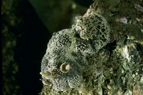 Atagema gibba
