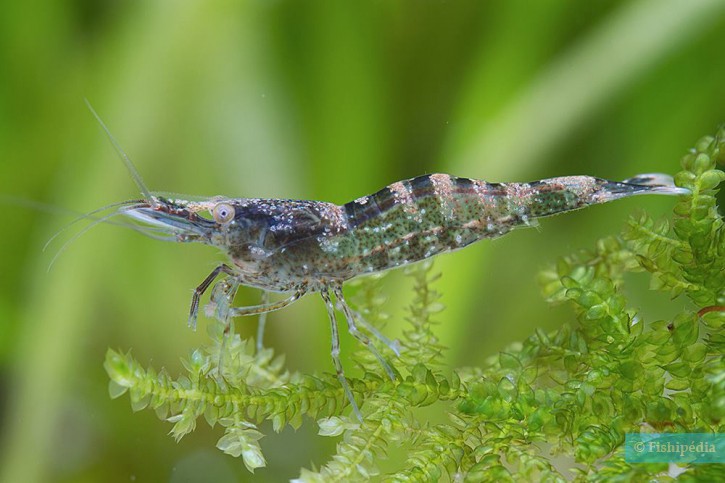 Caridine de Desmarest