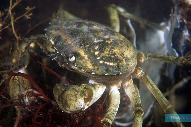 Crabe vert