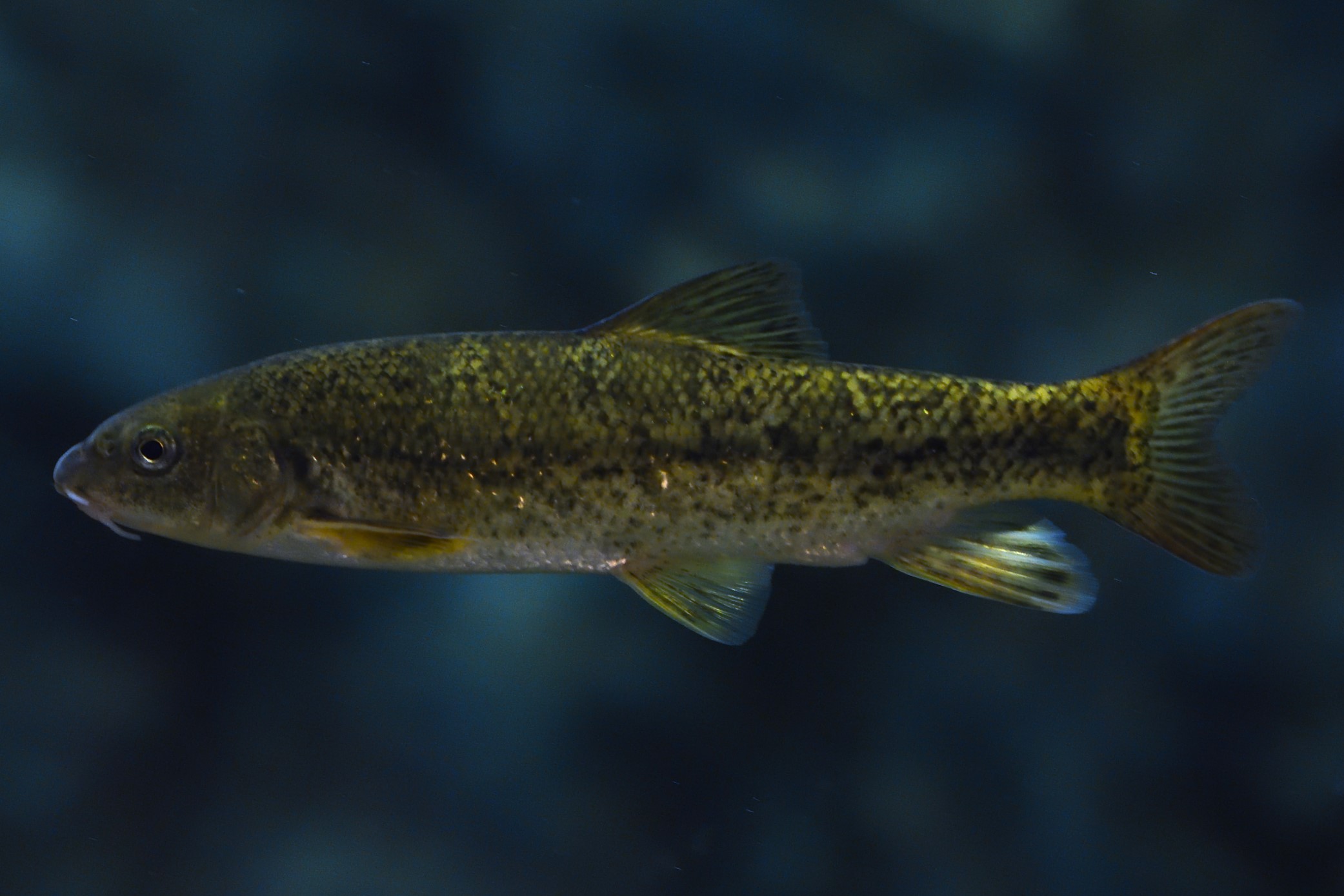 Barbeau méridionnal