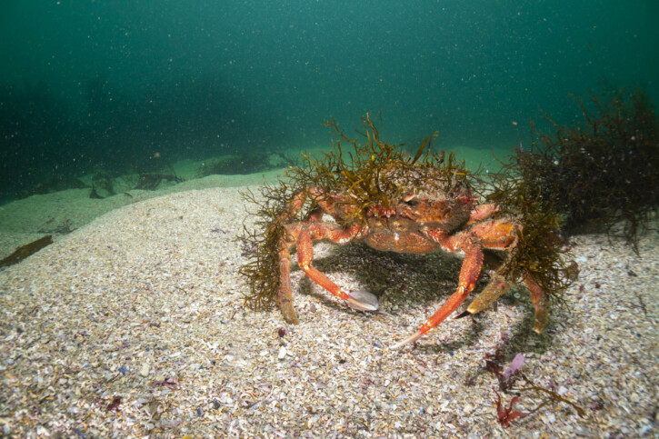 Grande araignée de mer Atlantique