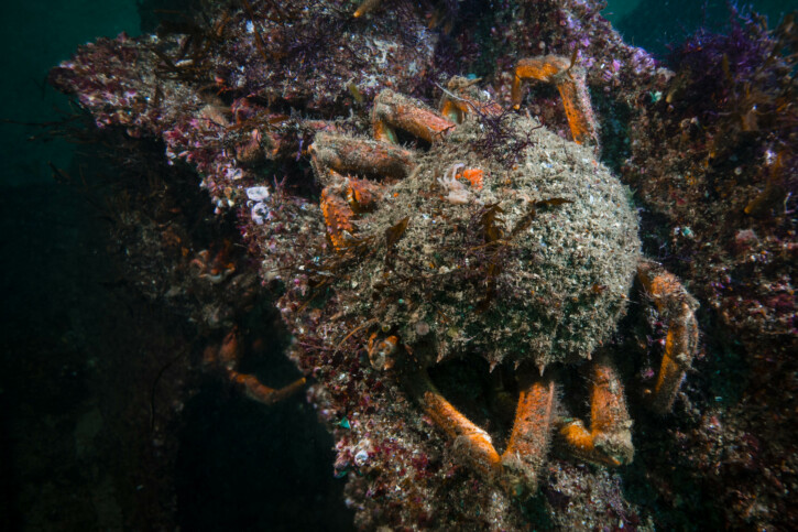 Grande araignée méditerranéenne