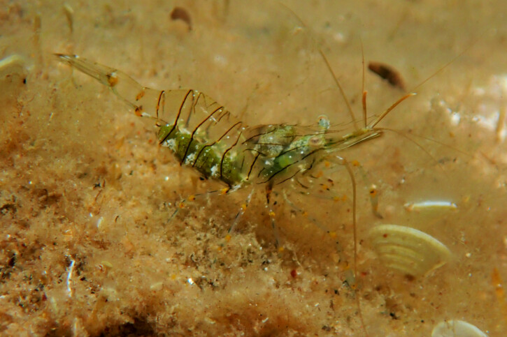 Petite crevette rose