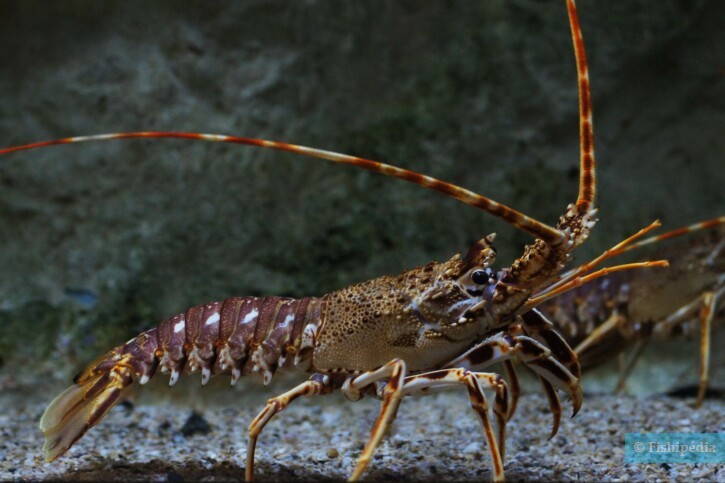 Langouste rouge