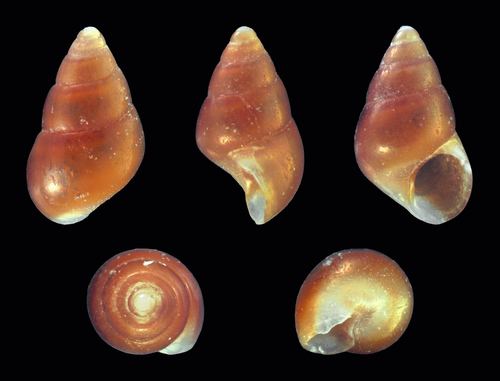 Barleeia unifasciata