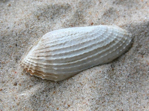 Barnea candida