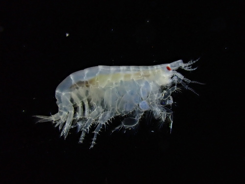 Bathyporeia elegans