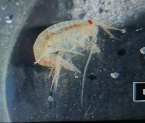 Bathyporeia pilosa