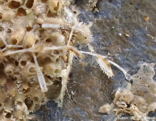 Beania mirabilis