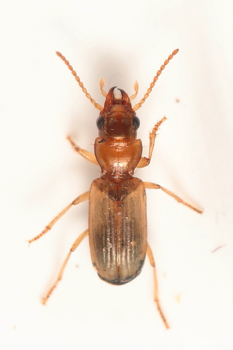 Bembidion laterale