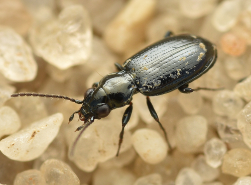 Bembidion minimum