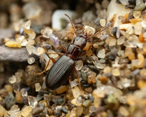 Bembidion nigropiceum