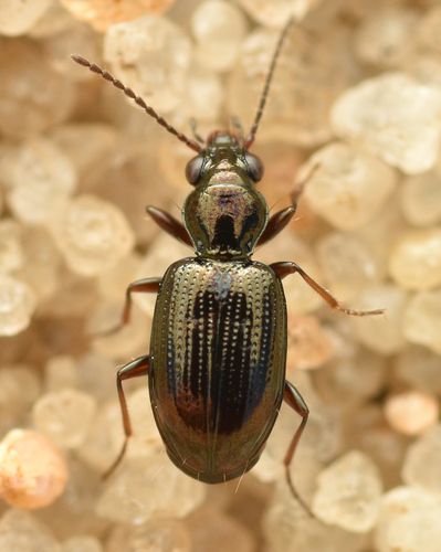 Bembidion normannum
