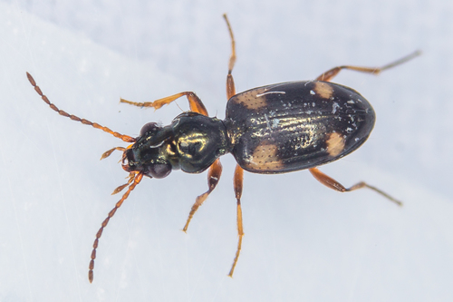Bembidion quadrimaculatum