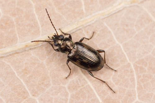 Bembidion varium