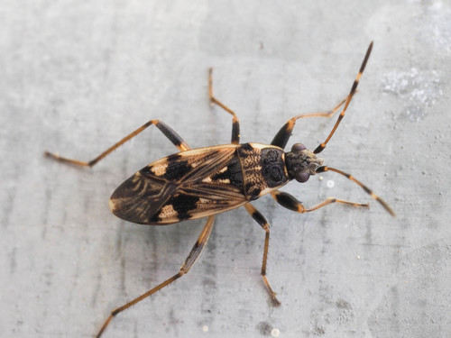 Beosus maritimus