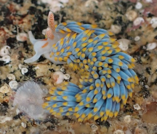 Berghia coerulescens