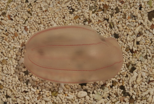 Beroe cucumis