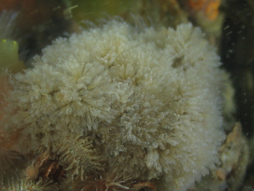 Bicellariella ciliata