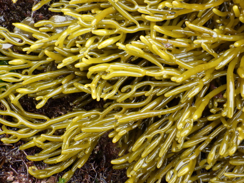 Bifurcaria bifurcata