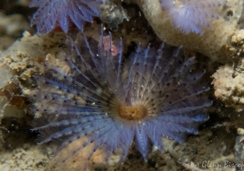 Bispira polyomma