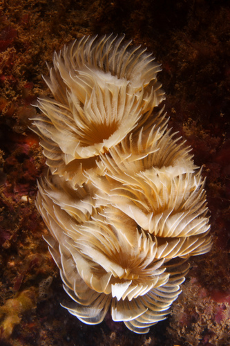 Bispira volutacornis