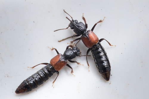 Bledius spectabilis