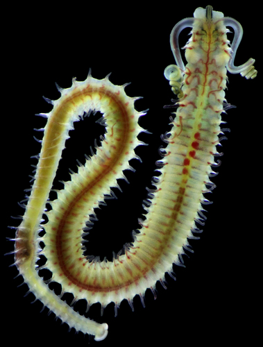 Boccardia proboscidea