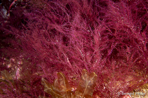 Bonnemaisonia asparagoides