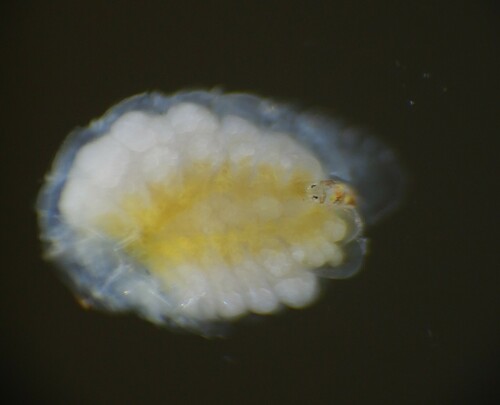 Bopyrina ocellata