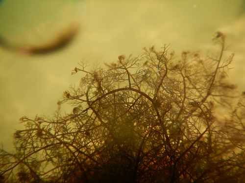 Bostrychia scorpioides