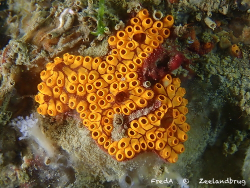 Botrylloides diegensis