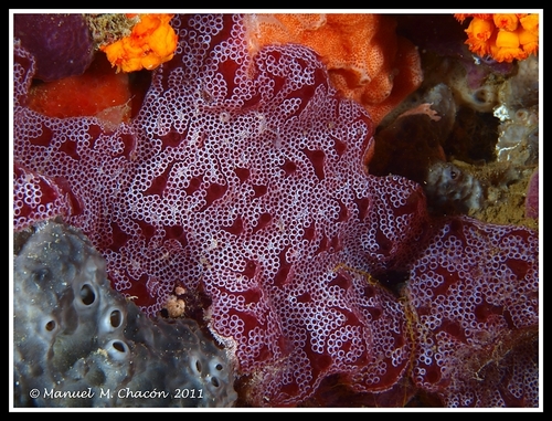 Botrylloides leachii