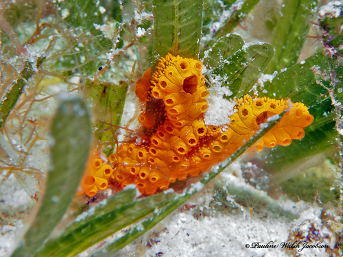 Botrylloides violaceus