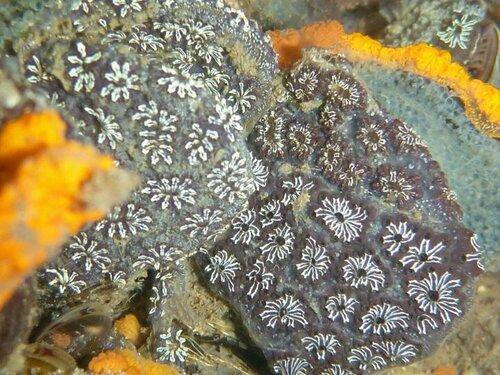 Botryllus schlosseri