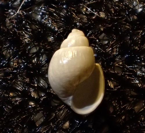 Brachystomia eulimoides