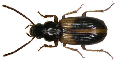 Acupalpus meridianus