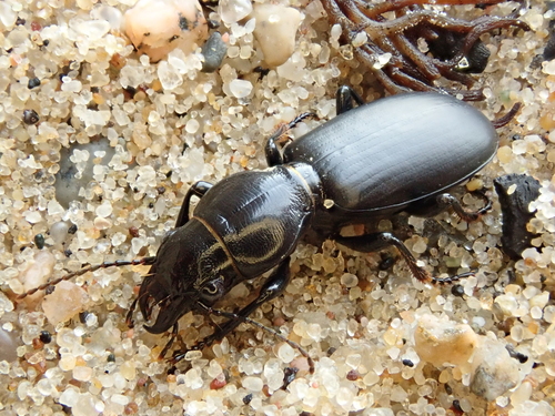 Broscus cephalotes