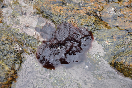 Bryocladia atlantica
