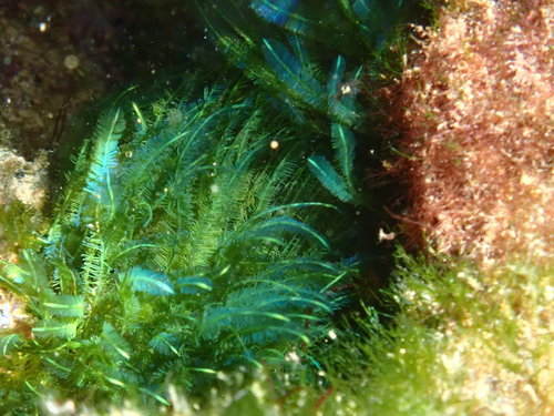 Bryopsis pennata